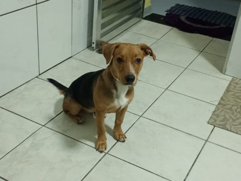 Porte P (Adoção Urgente)