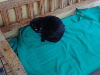 2 Gatos (Adoção Urgente)