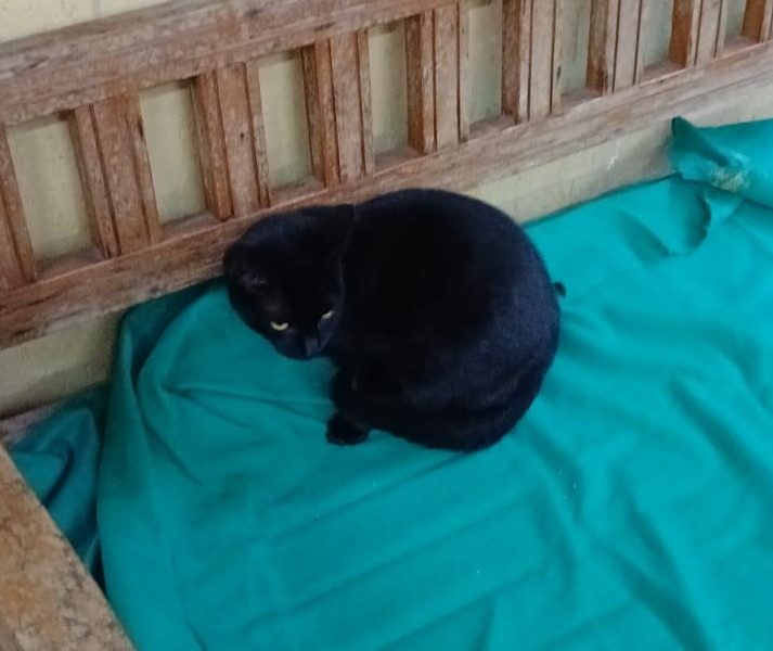 2 Gatos (Adoção Urgente)