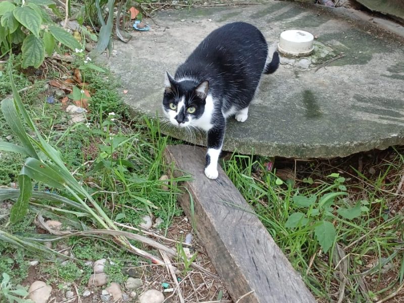 2 Gatos (Adoção Urgente)