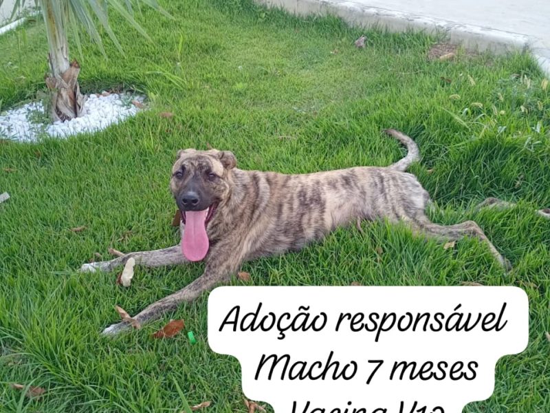 Porte M (Adoção Urgente)