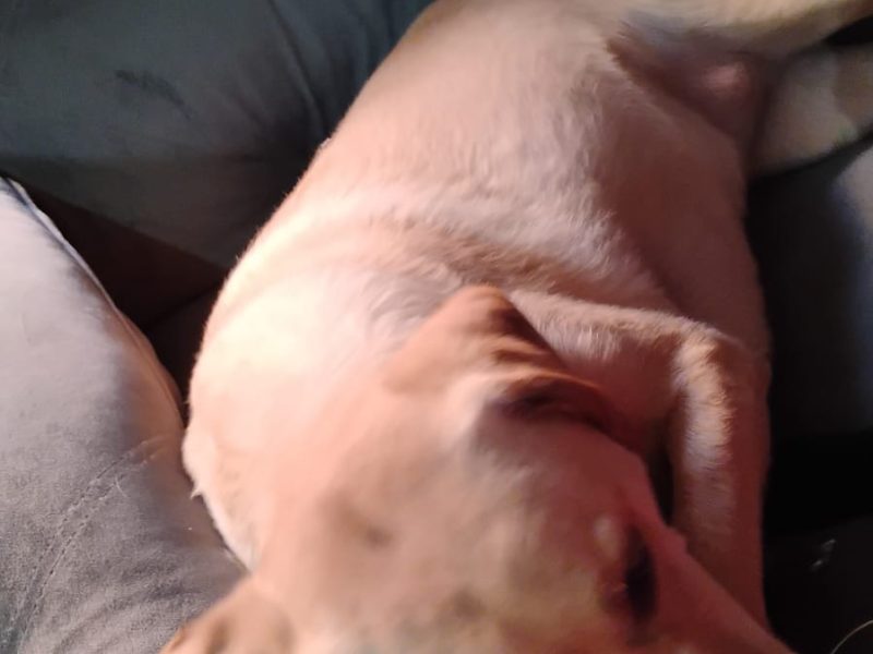 2 Cães (Adoção Urgente)