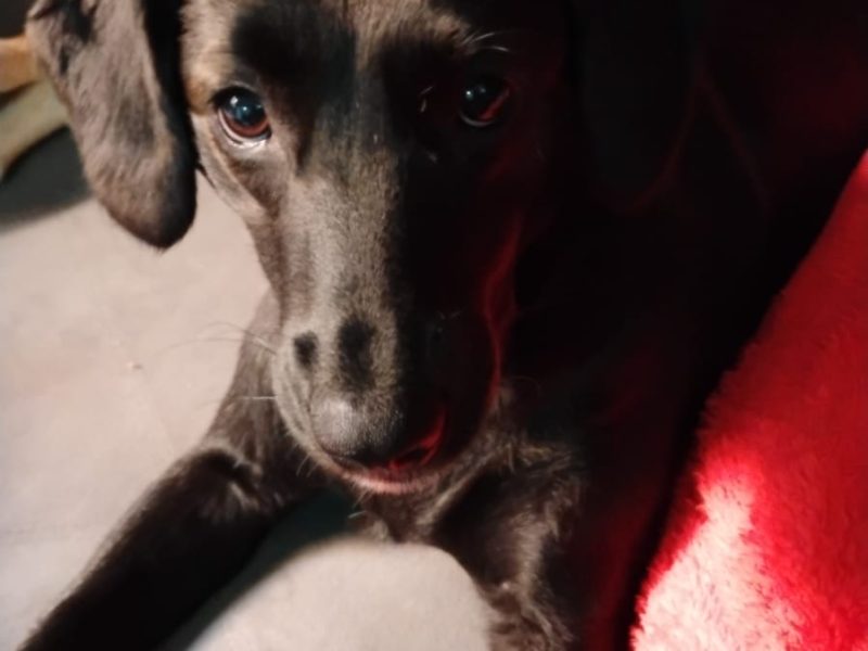 2 Cães (Adoção Urgente)