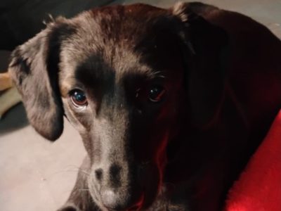 2 Cães (Adoção Urgente)