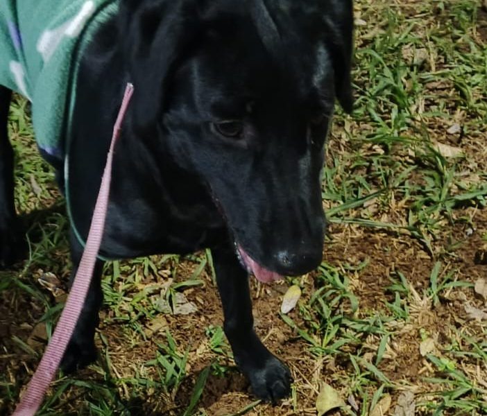 Aurora (Adoção Urgente)