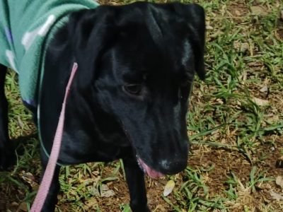 Aurora (Adoção Urgente)