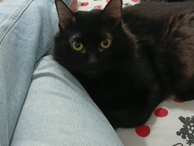 Salem (Adoção Urgente)
