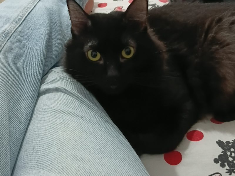 Salem (Adoção Urgente)