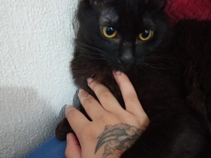 Salem (Adoção Urgente)