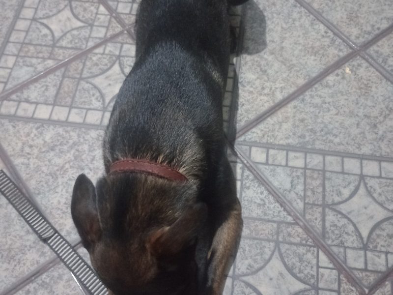 Skank (Adoção Urgente)
