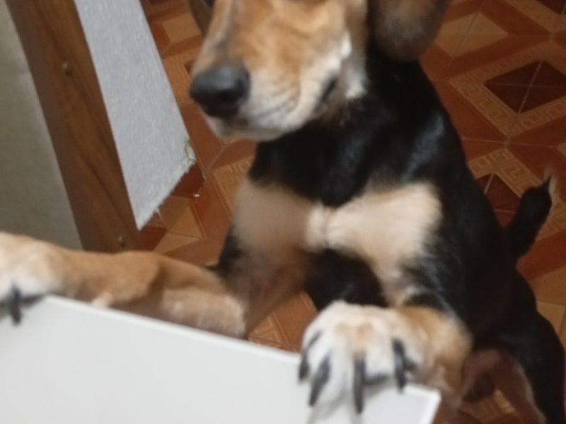 Zoro (Adoção Urgente)