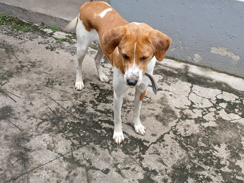 Max (Adoção Urgente)