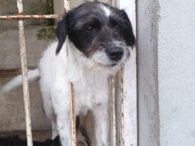 Mel e Maya (Adoção Urgente)