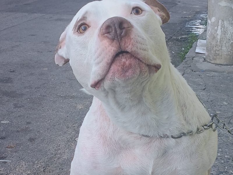 Zeus (Adoção Urgente)