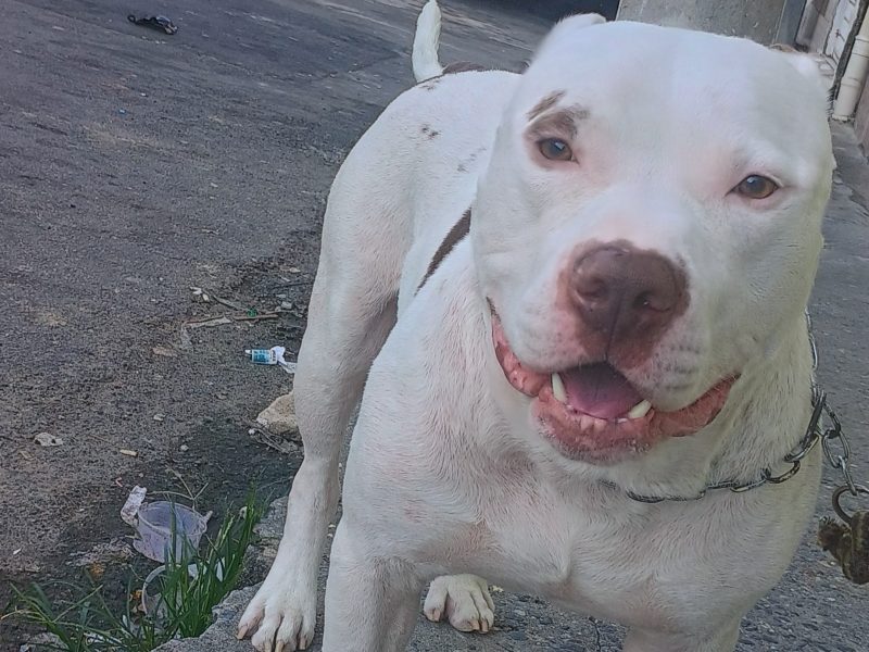 Zeus (Adoção Urgente)