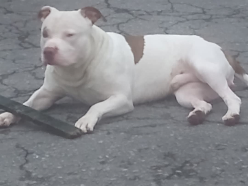 Zeus (Adoção Urgente)