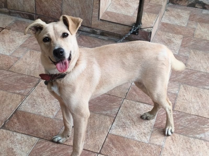 Luna (Adoção Urgente)