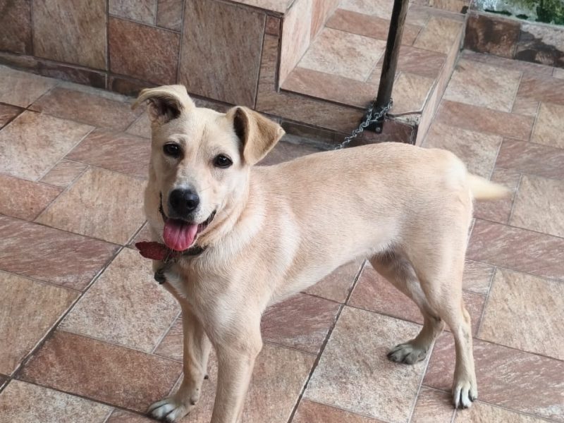 Luna (Adoção Urgente)
