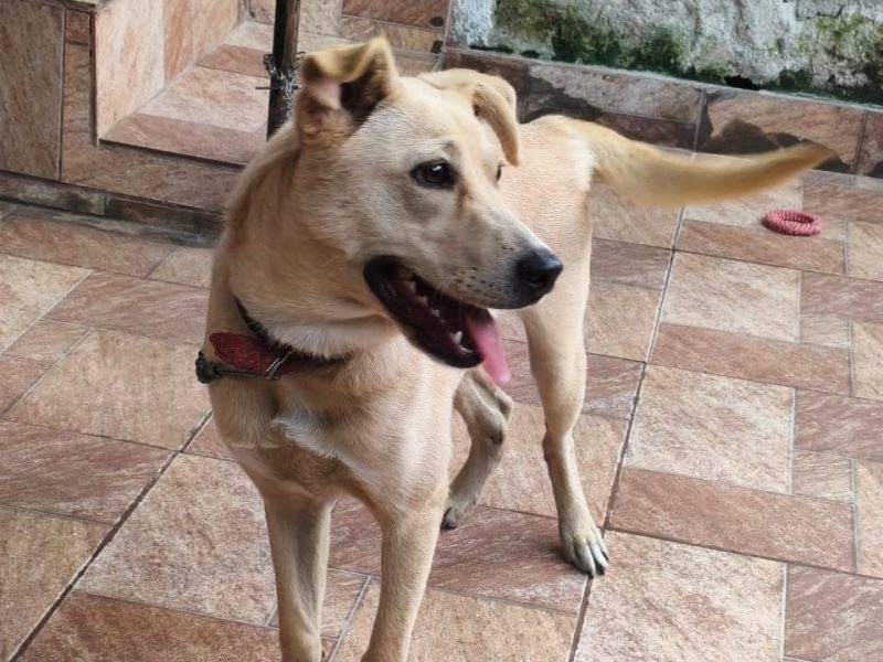 Luna (Adoção Urgente)