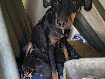 Belinha e Filhotes (Adoção Urgente)