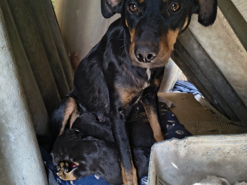 Belinha e Filhotes (Adoção Urgente)