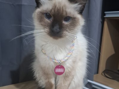 Hannah (Adoção Urgente)