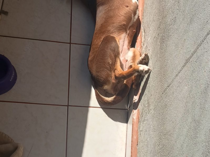Mel (Adoção Urgente)