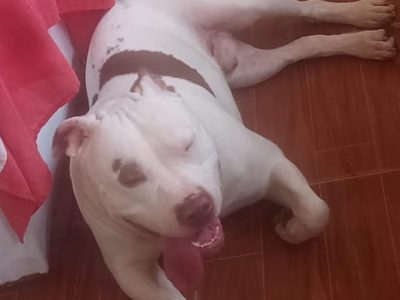 Zeus (Adoção Urgente)