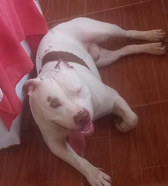 Zeus (Adoção Urgente)