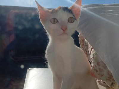 Kloe e Maline (Adoção Urgente)