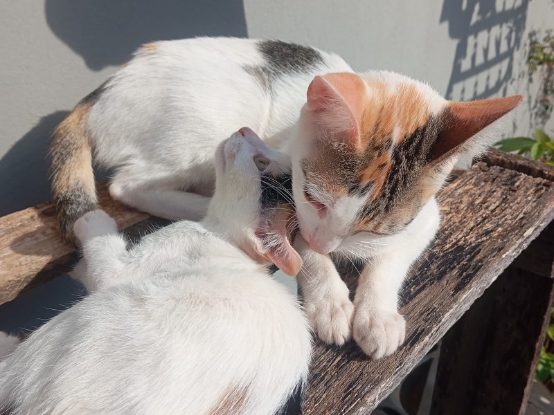 Kloe e Maline (Adoção Urgente)