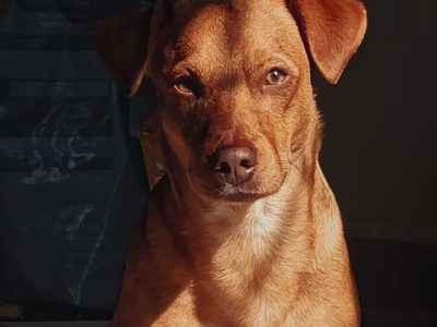 Simba (Adoção Urgente)