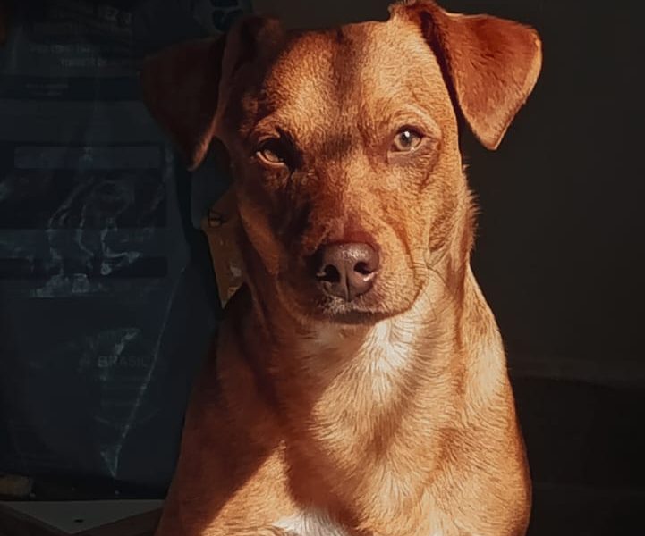 Simba (Adoção Urgente)