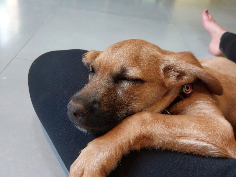 Cookie (Adoção Urgente)