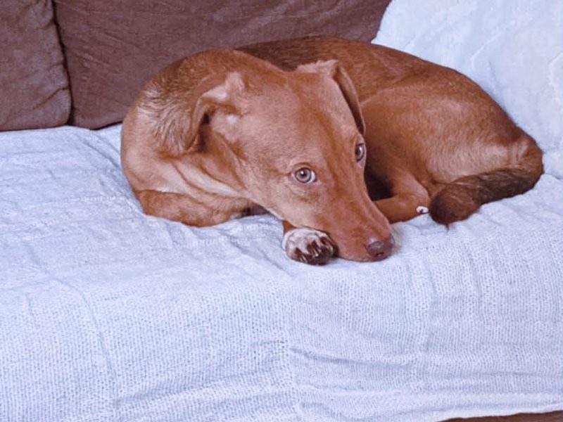 Simba (Adoção Urgente)