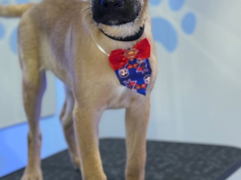 Cookie (Adoção Urgente)