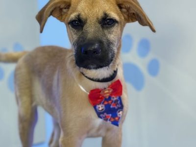 Cookie (Adoção Urgente)
