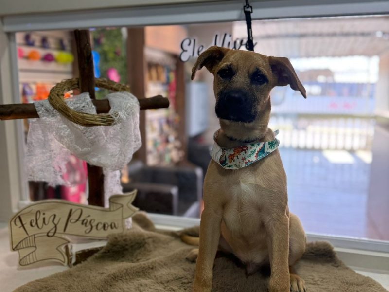 Cookie (Adoção Urgente)