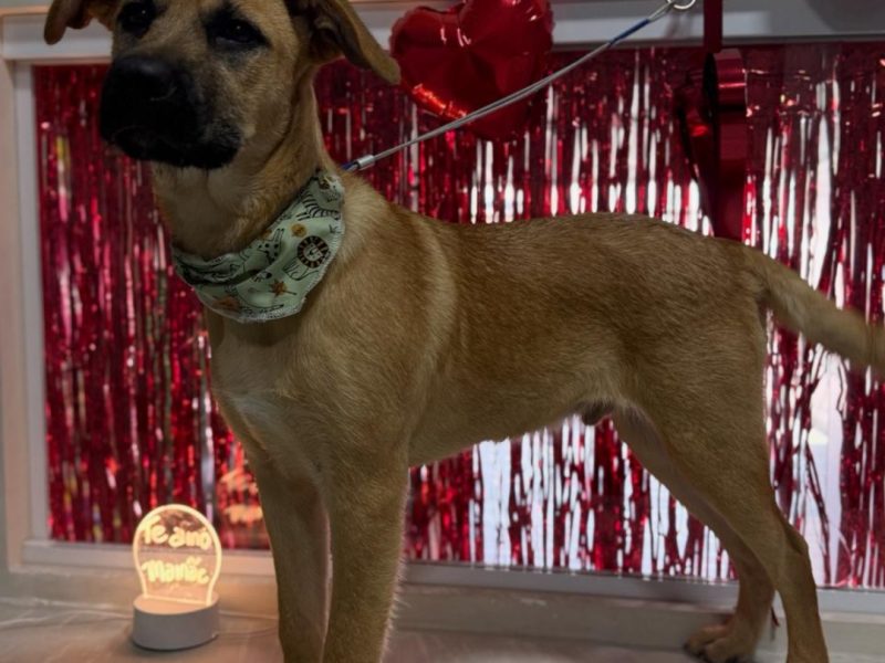 Cookie (Adoção Urgente)