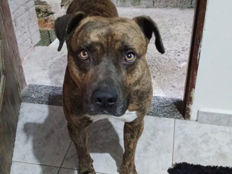 Duck (Adoção Urgente)