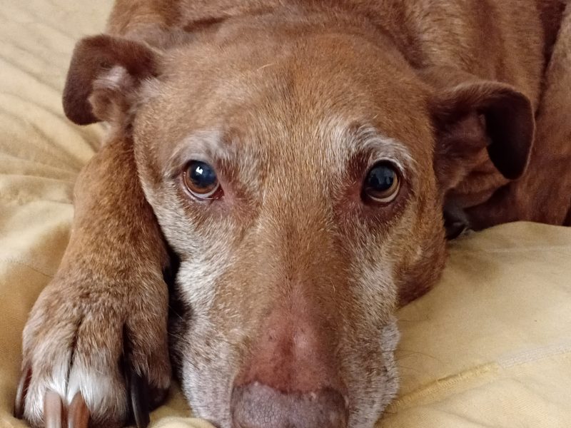 Frida (Adoção Urgente)