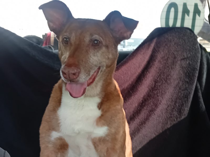 Frida (Adoção Urgente)