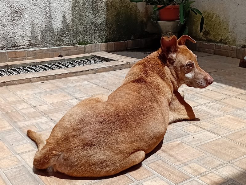 Frida (Adoção Urgente)