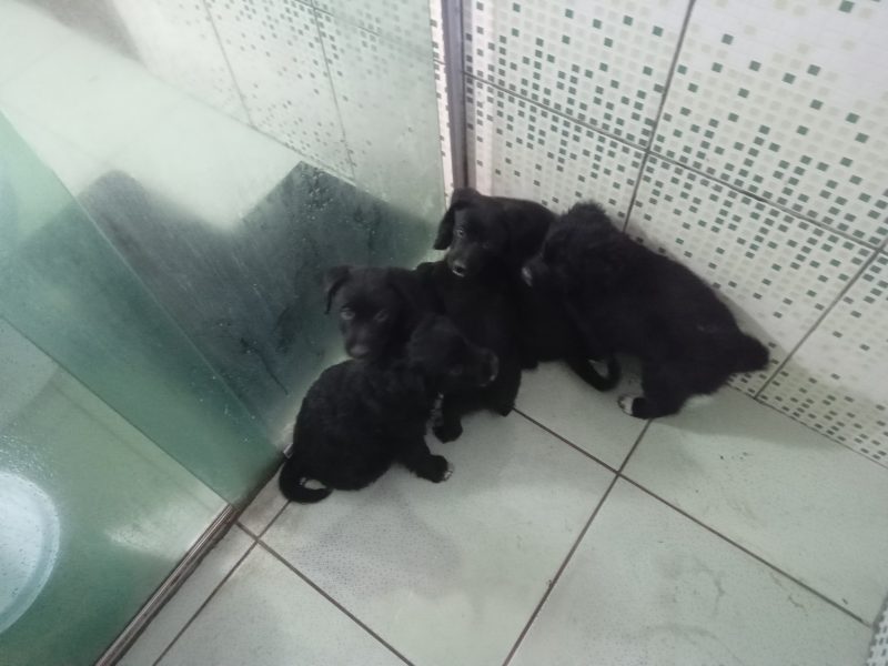 6 Filhotes (Adoção Urgente)