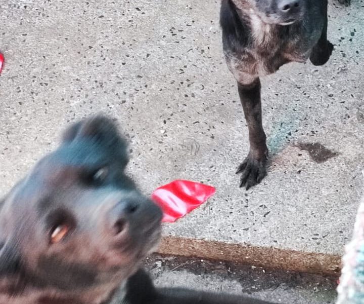 Puque e Belinha (Adoção Urgente)