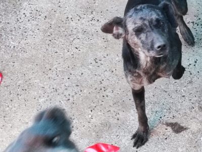 Puque e Belinha (Adoção Urgente)