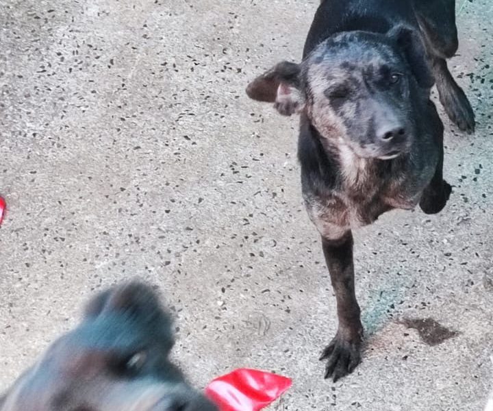 Puque e Belinha (Adoção Urgente)