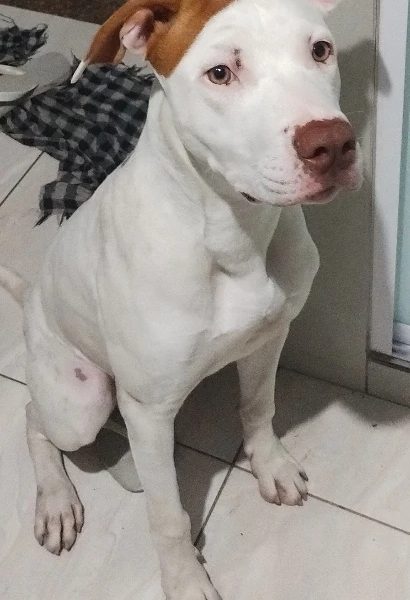 Lucky (Adoção Urgente)