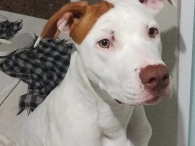 Lucky (Adoção Urgente)