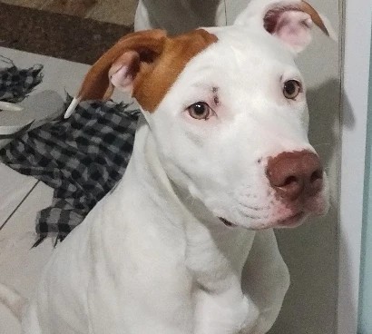 Lucky (Adoção Urgente)